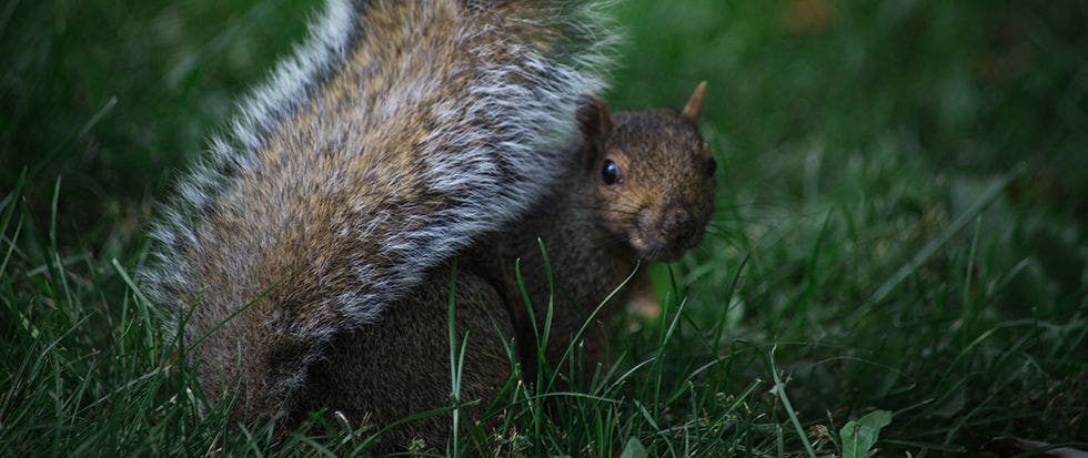 How to Protect Your Patio from Squirrels