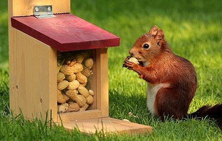 Squirrel eating peanuts